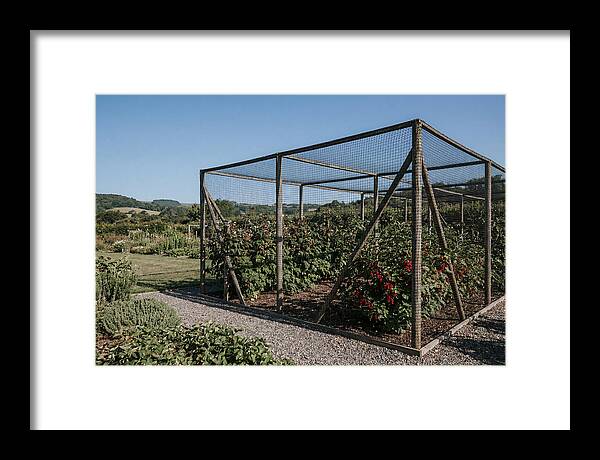 Garden Fruit Cage With Raspberries