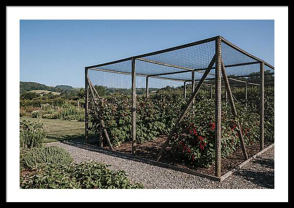 Garden Fruit Cage With Raspberries