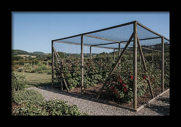 Garden Fruit Cage With Raspberries