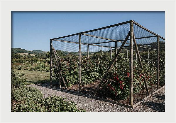 Garden Fruit Cage With Raspberries