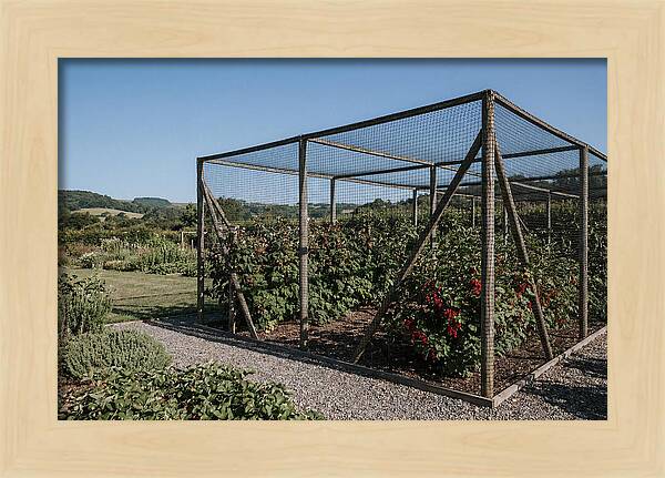 Garden Fruit Cage With Raspberries