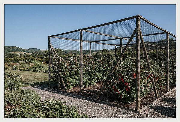 Garden Fruit Cage With Raspberries