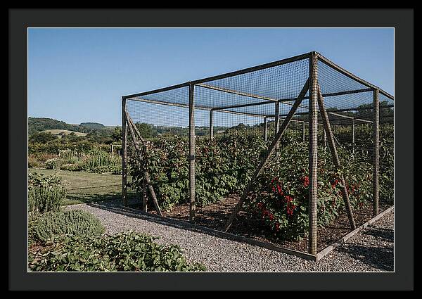 Garden Fruit Cage With Raspberries