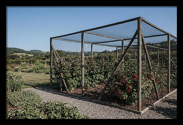 Garden Fruit Cage With Raspberries