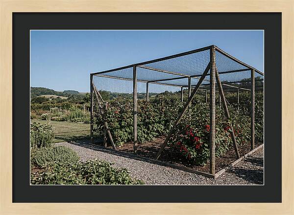 Garden Fruit Cage With Raspberries