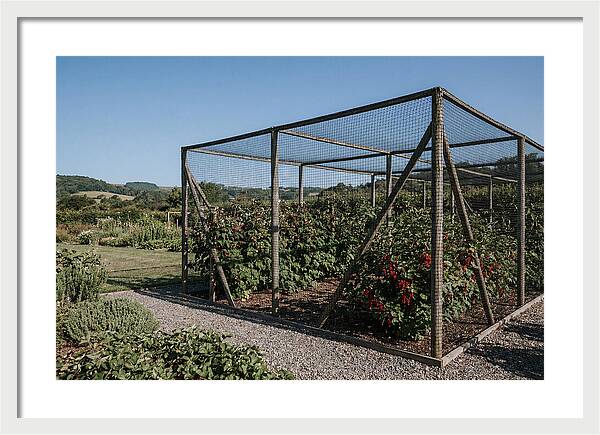 Garden Fruit Cage With Raspberries