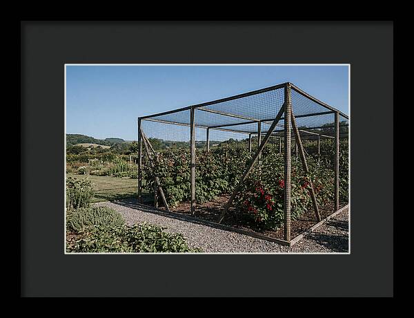 Garden Fruit Cage With Raspberries