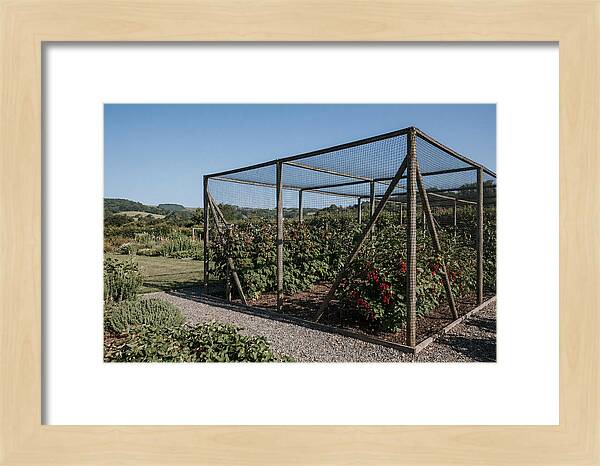 Garden Fruit Cage With Raspberries
