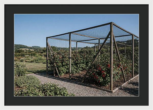 Garden Fruit Cage With Raspberries