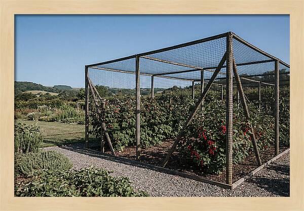 Garden Fruit Cage With Raspberries