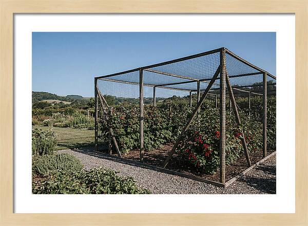 Garden Fruit Cage With Raspberries