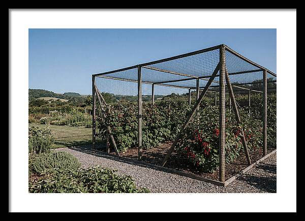 Garden Fruit Cage With Raspberries