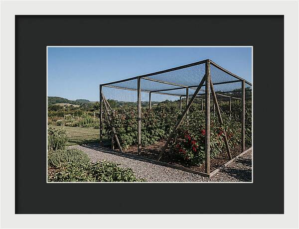 Garden Fruit Cage With Raspberries