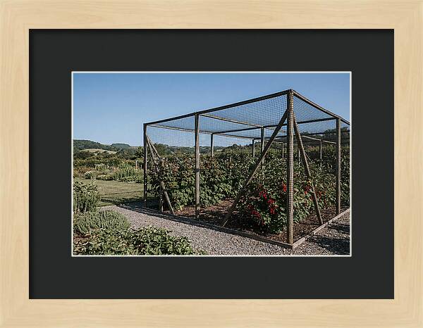 Garden Fruit Cage With Raspberries