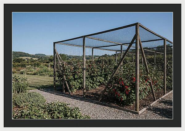 Garden Fruit Cage With Raspberries