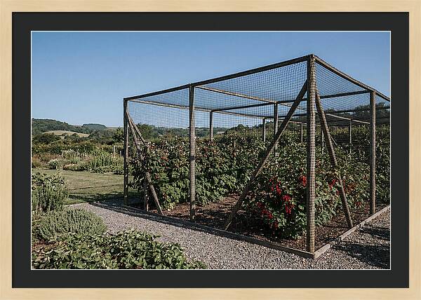 Garden Fruit Cage With Raspberries