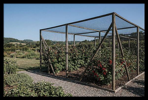 Garden Fruit Cage With Raspberries