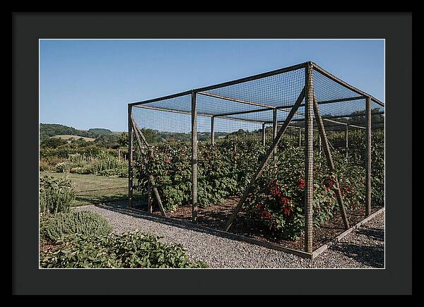 Garden Fruit Cage With Raspberries