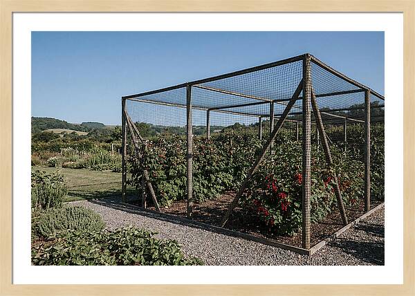 Garden Fruit Cage With Raspberries