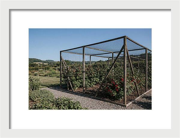 Garden Fruit Cage With Raspberries