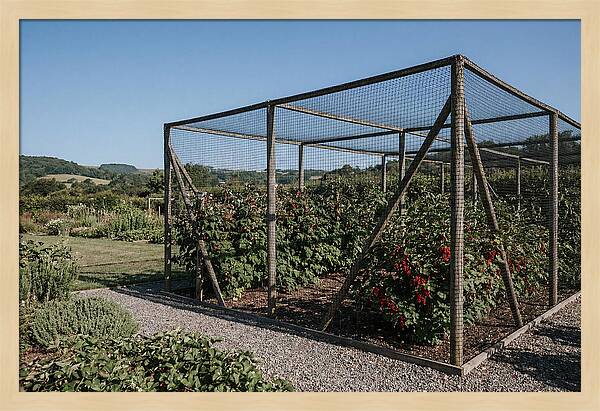 Garden Fruit Cage With Raspberries
