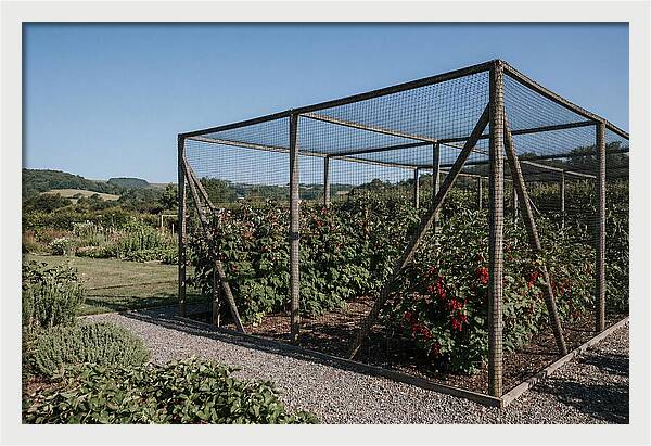 Garden Fruit Cage With Raspberries