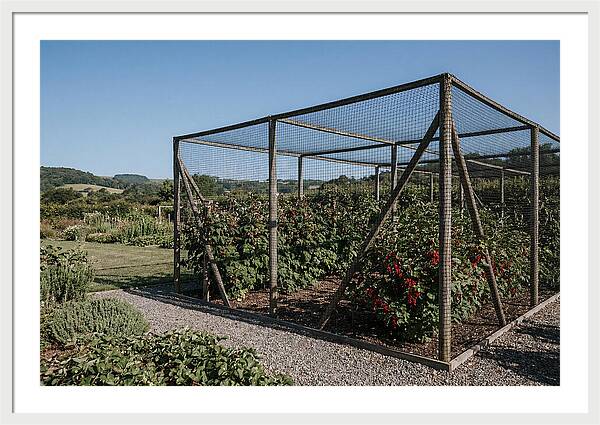 Garden Fruit Cage With Raspberries