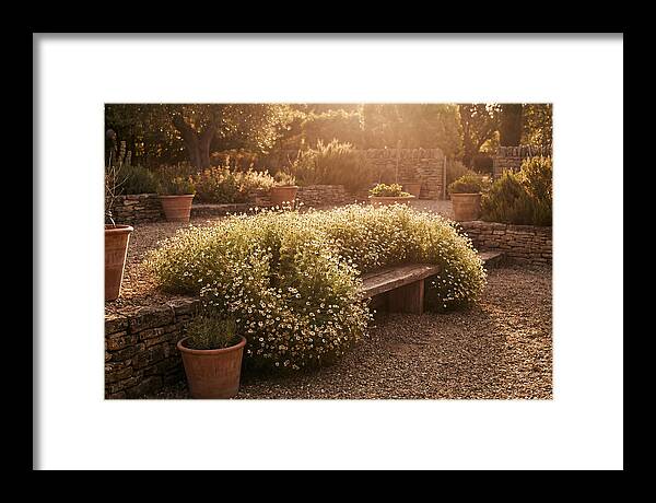 Garden Herb Seat Surrounded By Chamomile