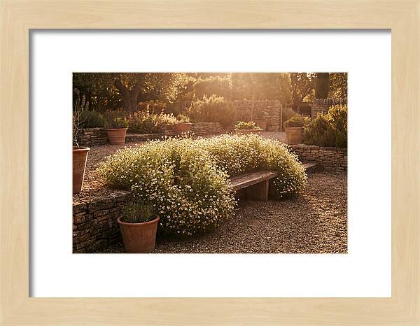 Garden Herb Seat Surrounded By Chamomile