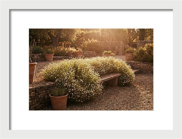 Garden Herb Seat Surrounded By Chamomile