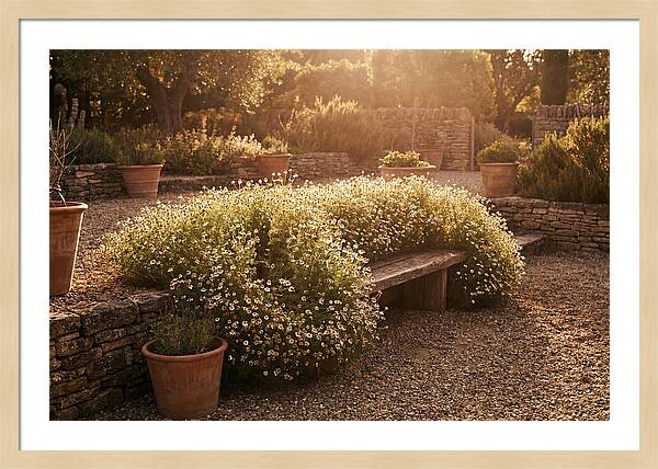 Garden Herb Seat Surrounded By Chamomile