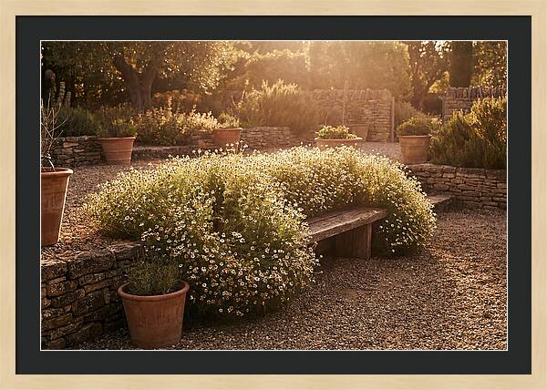 Garden Herb Seat Surrounded By Chamomile