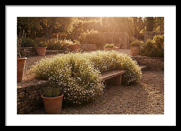 Garden Herb Seat Surrounded By Chamomile