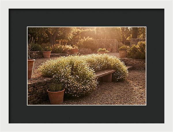 Garden Herb Seat Surrounded By Chamomile