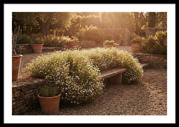 Garden Herb Seat Surrounded By Chamomile