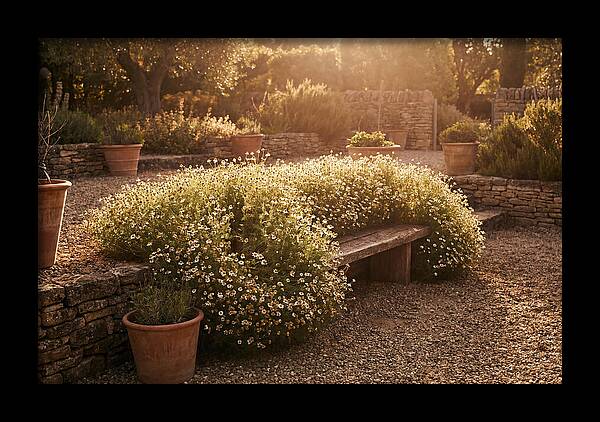Garden Herb Seat Surrounded By Chamomile