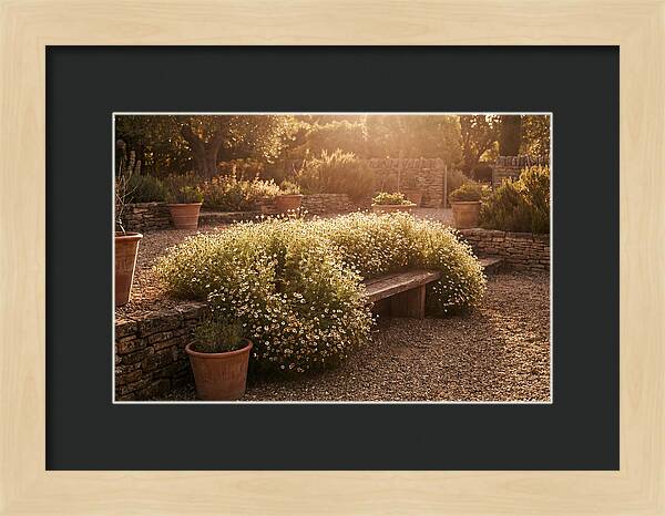Garden Herb Seat Surrounded By Chamomile