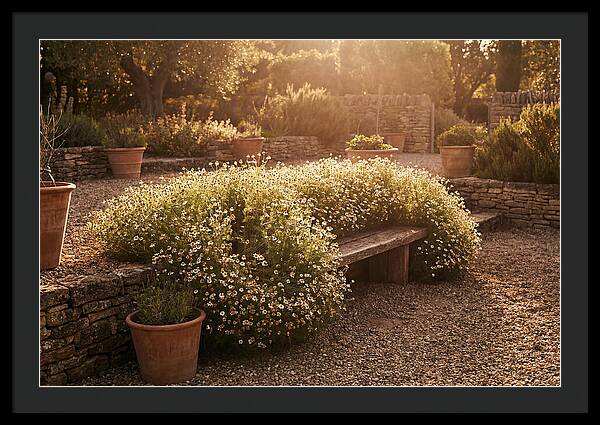 Garden Herb Seat Surrounded By Chamomile