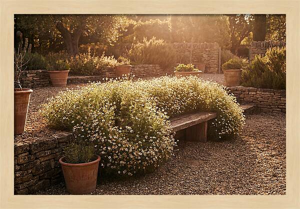 Garden Herb Seat Surrounded By Chamomile