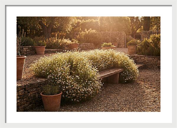 Garden Herb Seat Surrounded By Chamomile