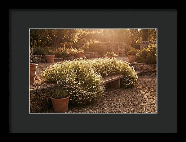 Garden Herb Seat Surrounded By Chamomile