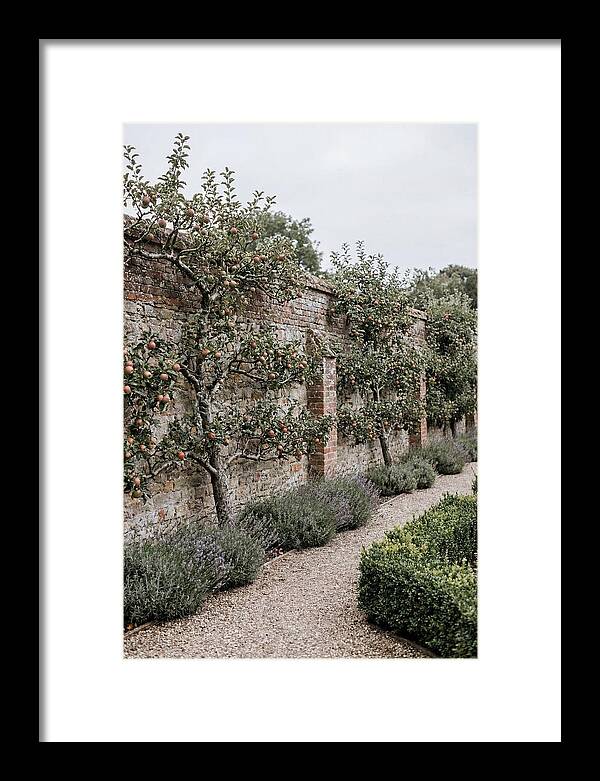 Garden Orchard With Espaliered Apple Trees