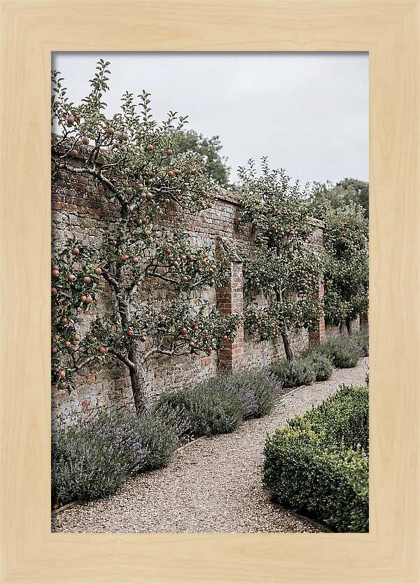 Garden Orchard With Espaliered Apple Trees