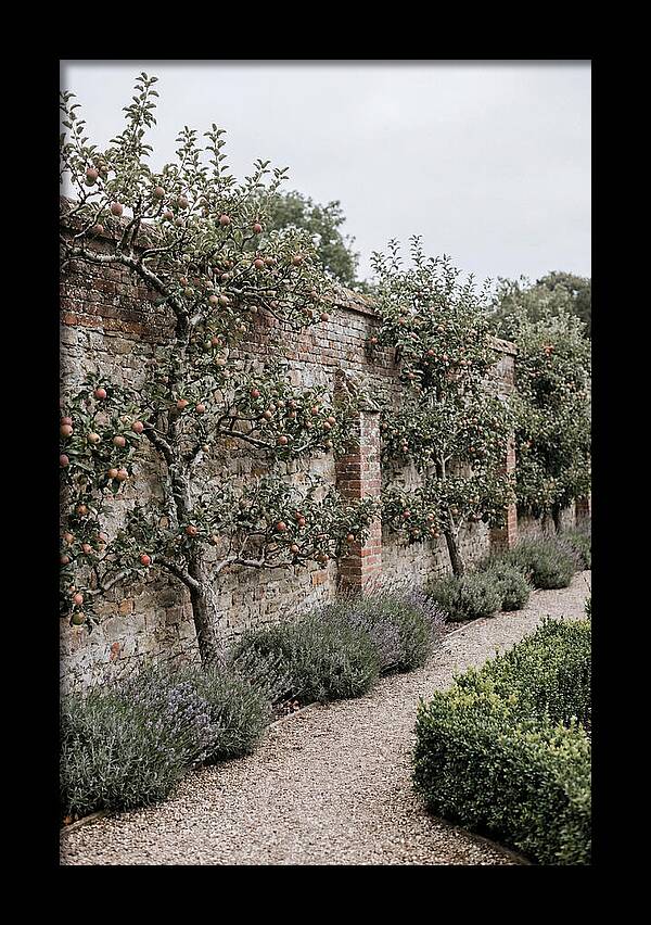 Garden Orchard With Espaliered Apple Trees