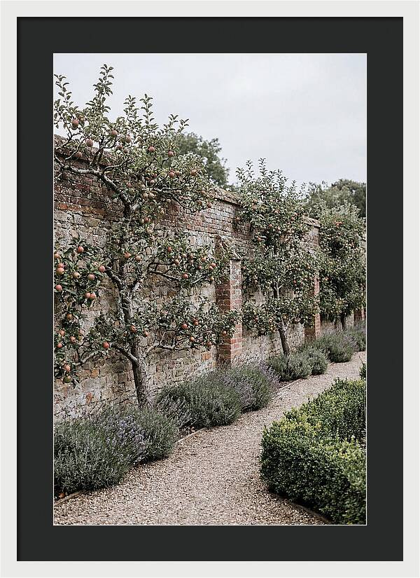 Garden Orchard With Espaliered Apple Trees