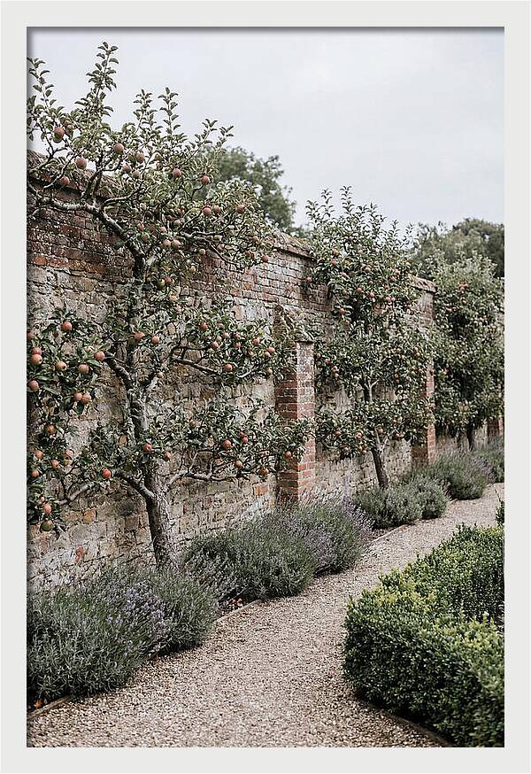 Garden Orchard With Espaliered Apple Trees