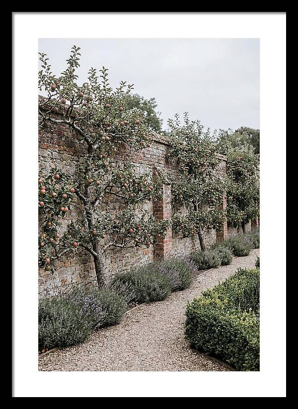Garden Orchard With Espaliered Apple Trees
