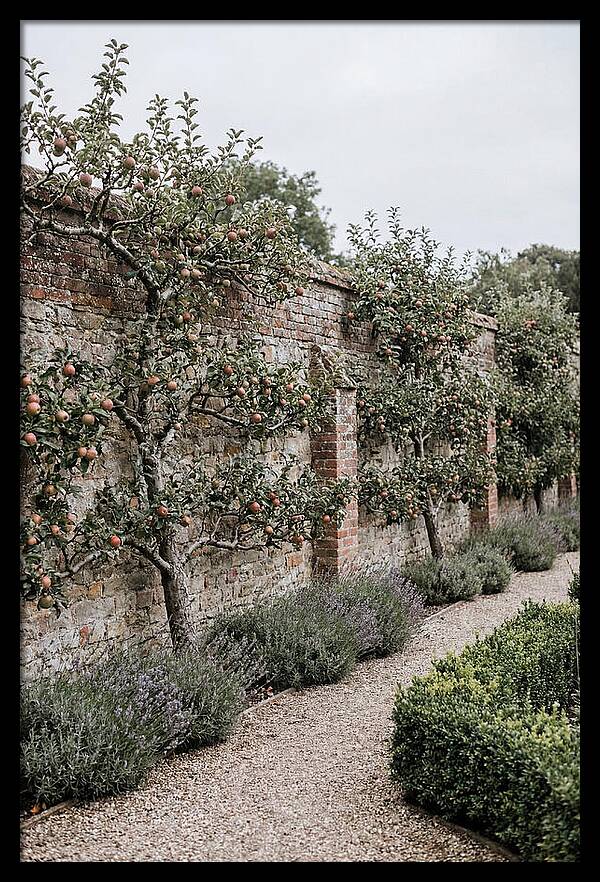 Garden Orchard With Espaliered Apple Trees