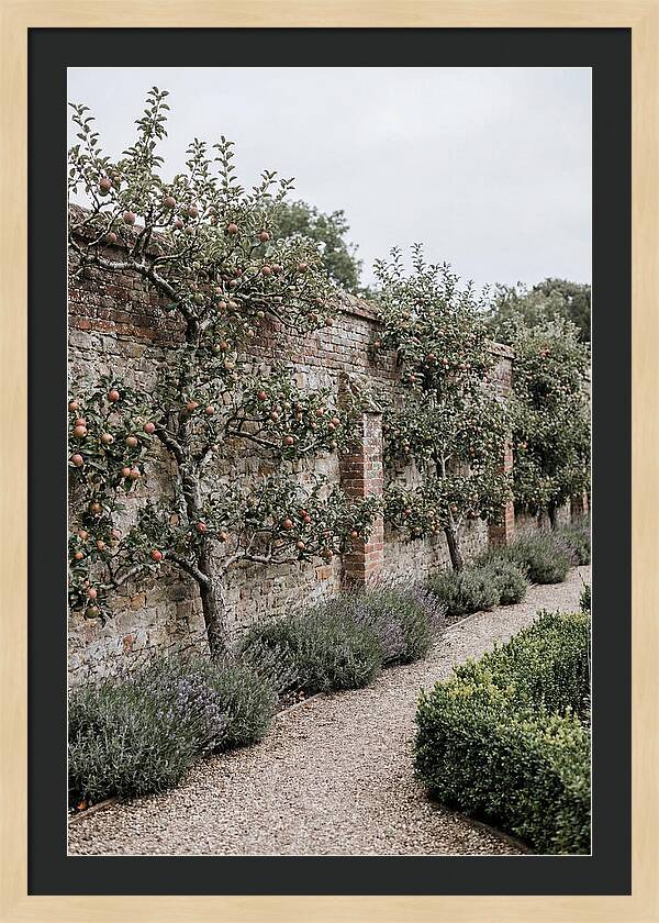 Garden Orchard With Espaliered Apple Trees