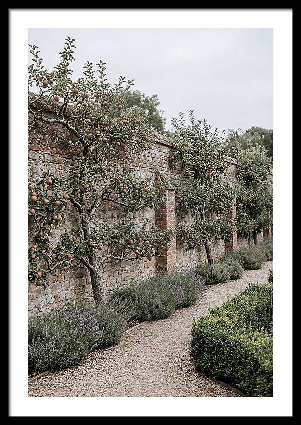 Garden Orchard With Espaliered Apple Trees